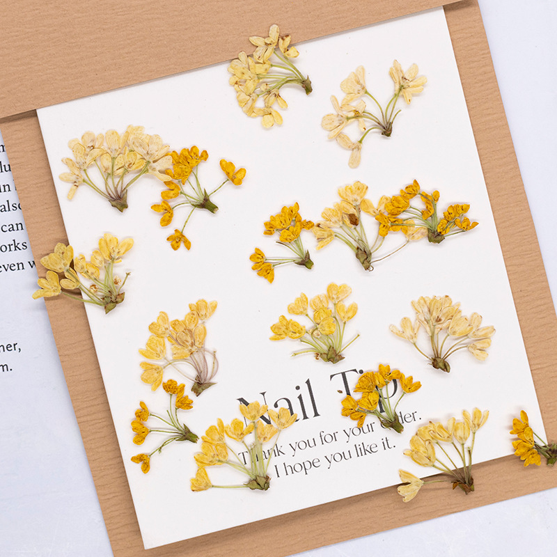 Dried Flower Bookmark - 24 Piezas de Flores Naturales Prensadas,